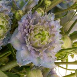 Delphinium blau / grün Rainbow sensation 70cm