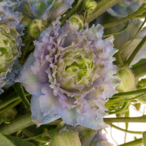 Delphinium blau / grün Rainbow sensation 70cm