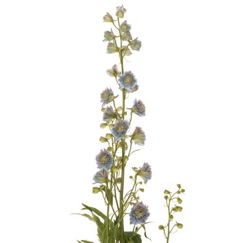 Delphinium blau / grün Rainbow sensation 70cm