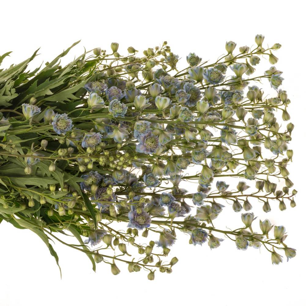 Delphinium blau / grün Rainbow sensation 70cm