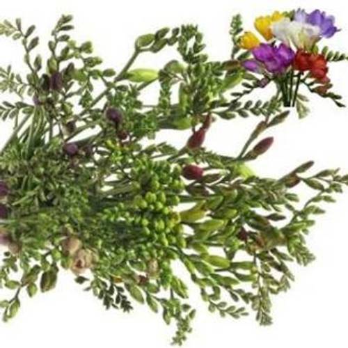 Freesie mix Unigold 20 Gramm