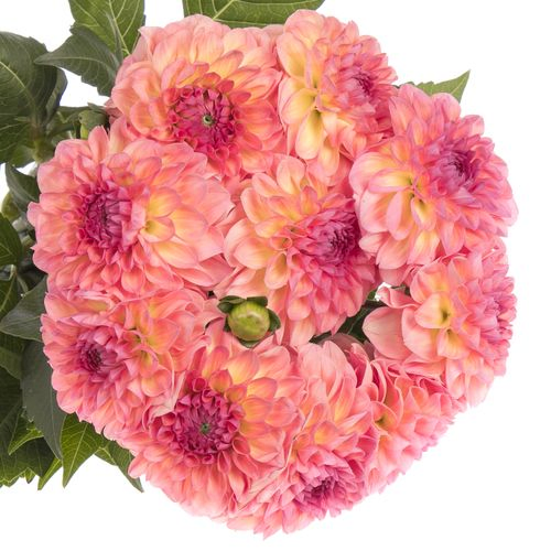 Dahlia rosa/lachs Chanel 60cm