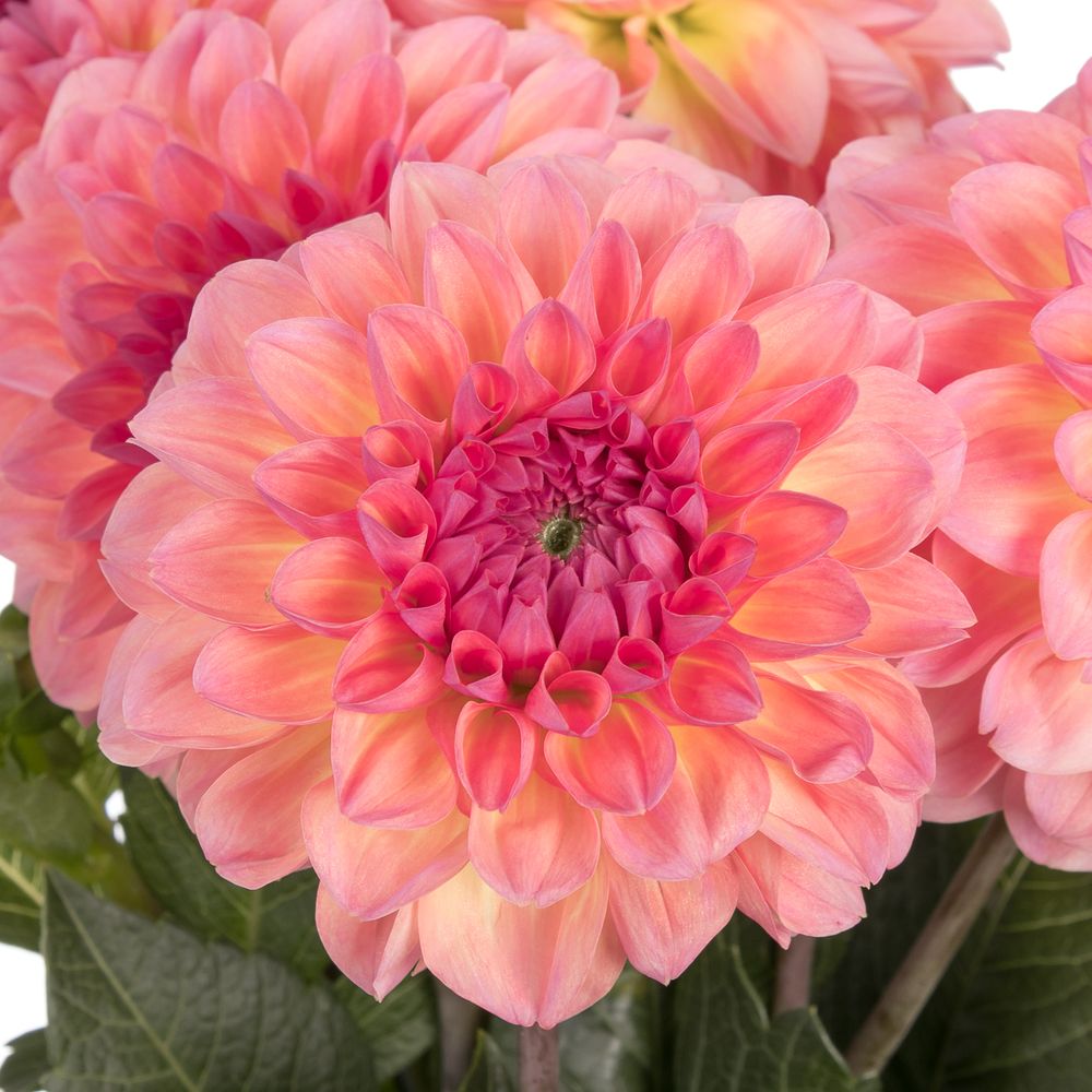 Dahlia rosa/lachs Chanel 60cm
