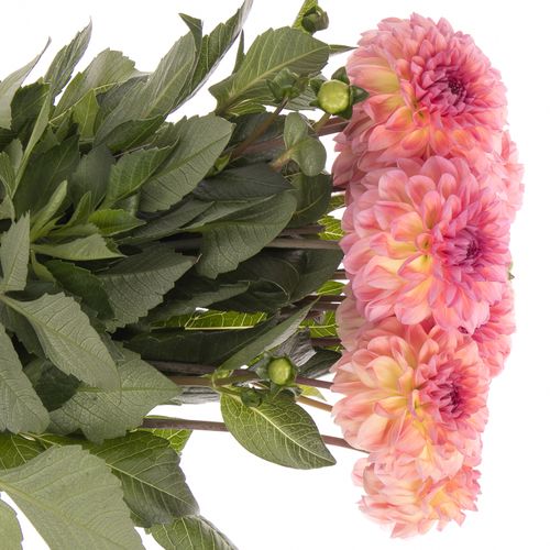 Dahlia rosa/lachs Chanel 60cm