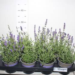 Lavendel Ang. T12 H30