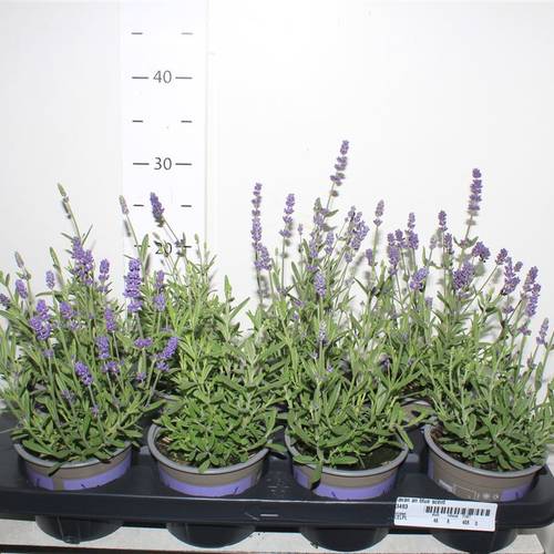 Lavendel Ang. T12 H30