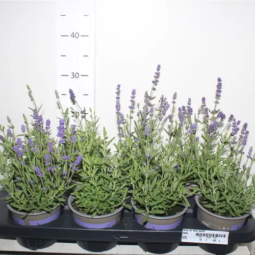 Lavendel Ang. T12 H30