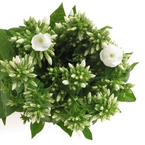 Phlox weiss Whitecap 65cm