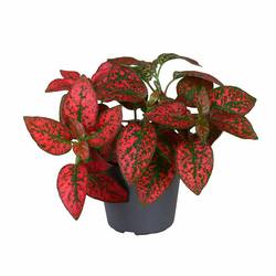 Hypoestes Phyllostachya rot