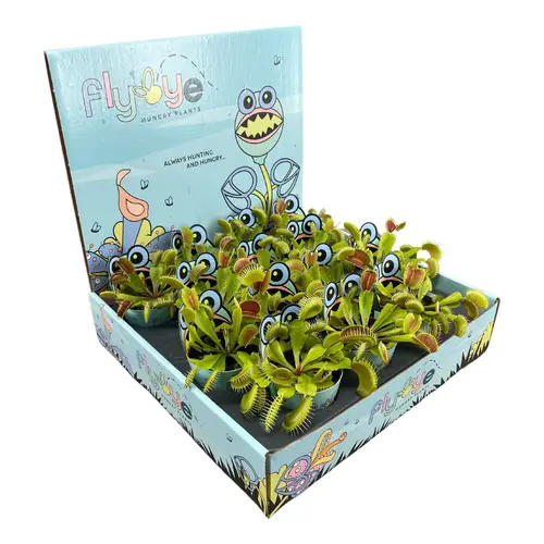 Dionaea Muscipula im Display T05,5 H007
