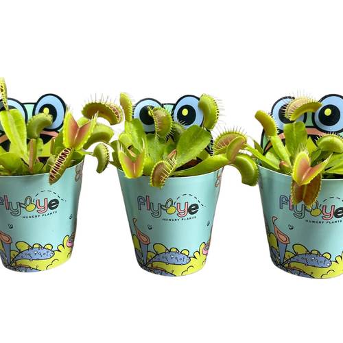 Dionaea Muscipula im Display T05,5 H007