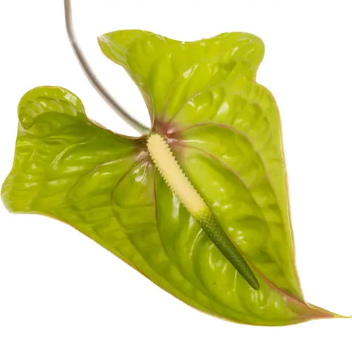 Anthurium grün Elixer Blüte 15cm