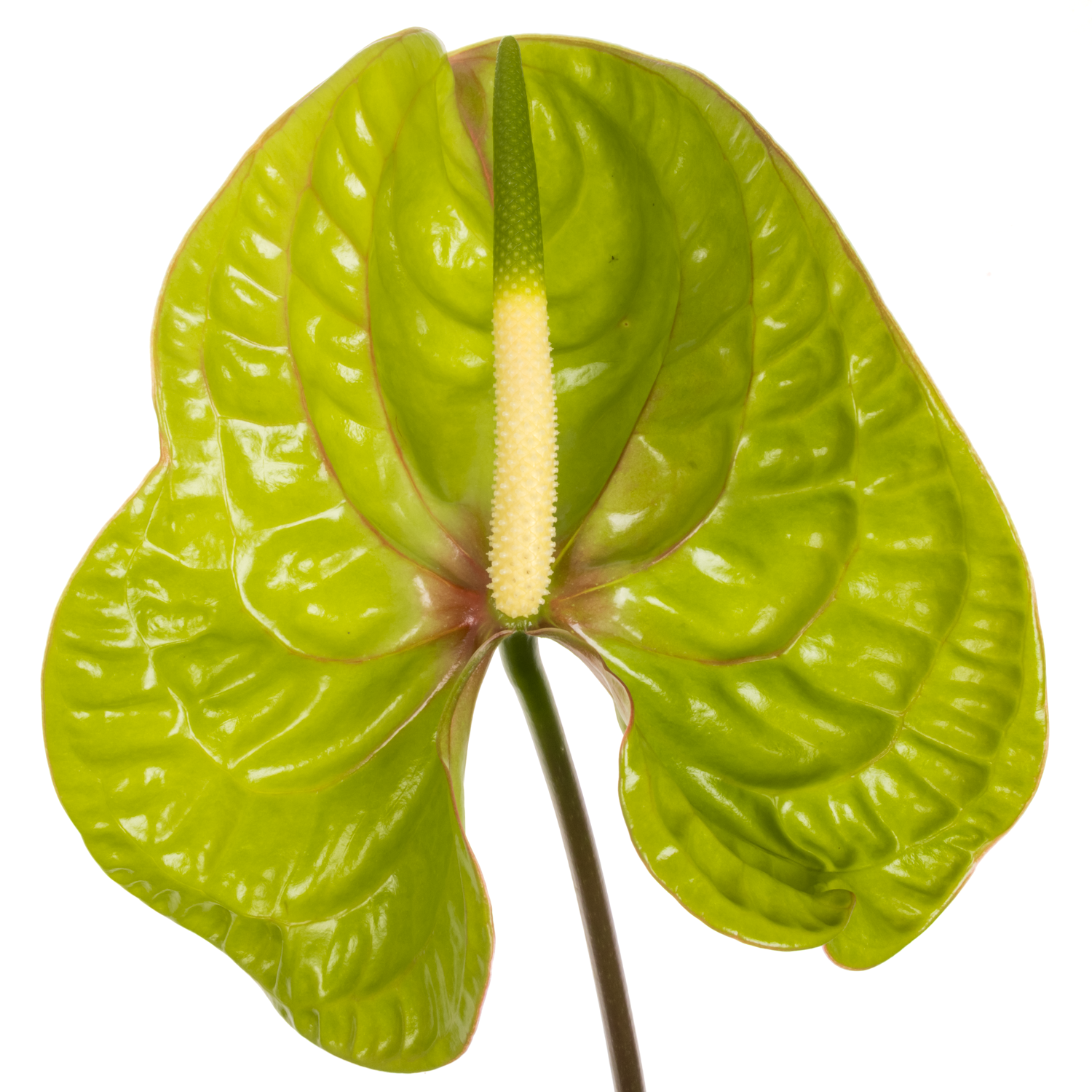 Anthurium grün Elixer Blüte 15cm