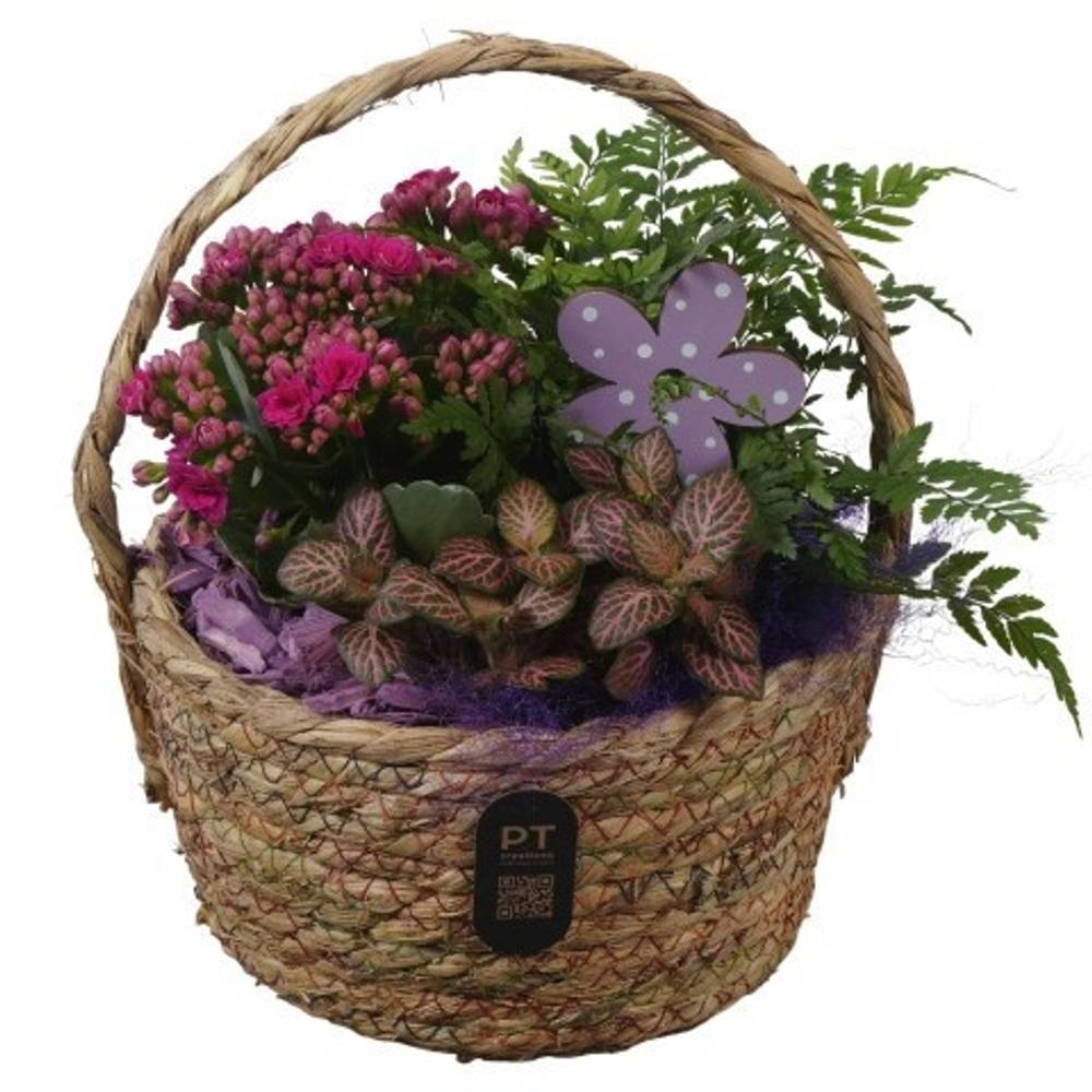 Kal.Arr PTIB5224 T18 H026