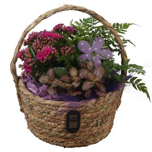 Kal.Arr PTIB5224 T18 H026