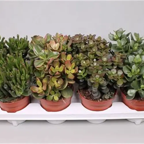 Crassula mix T12 H20