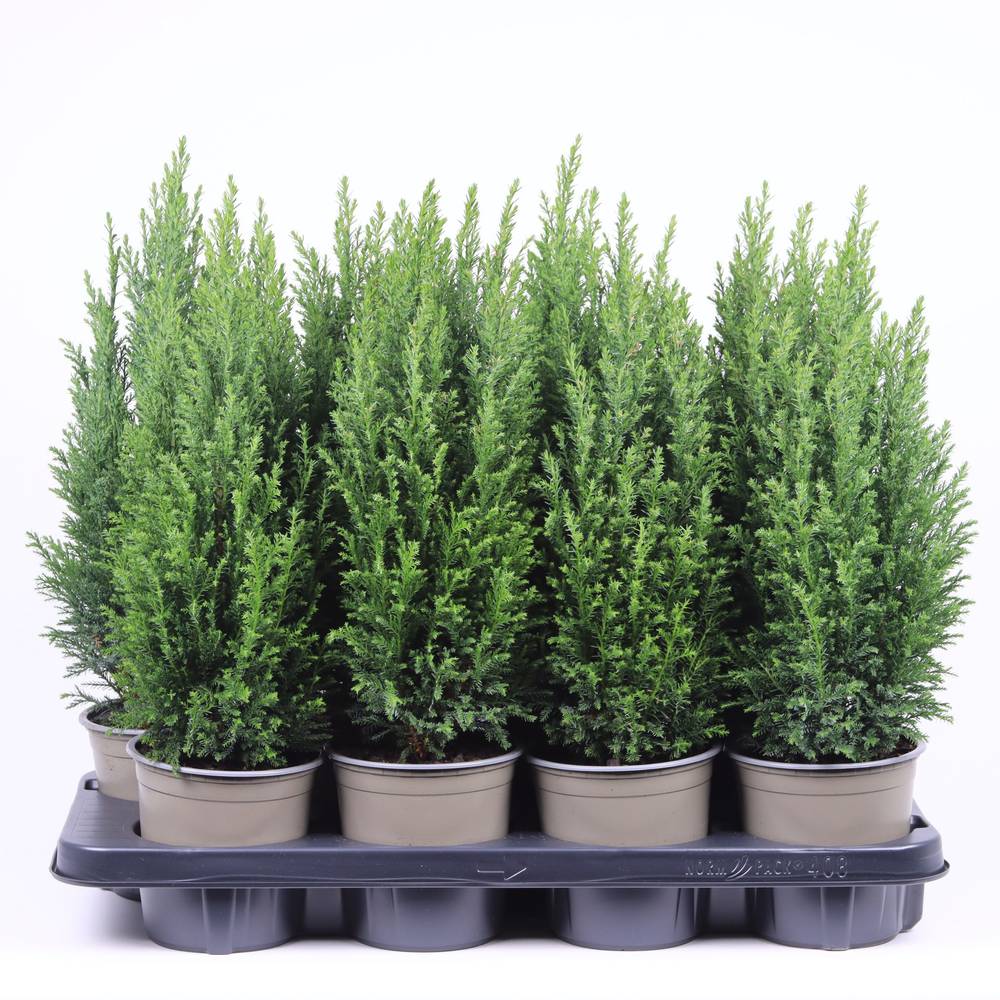 Chamaecyparis Laws. Ellwoodii T13 H45