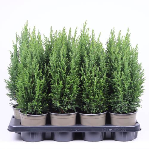 Chamaecyparis Laws. Ellwoodii T13 H45