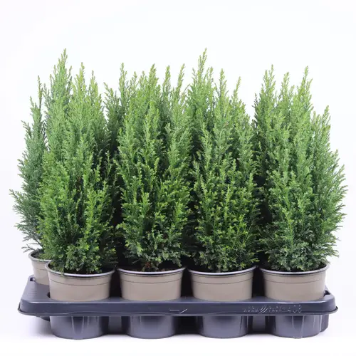 Chamaecyparis Laws. Ellwoodii T13 H45