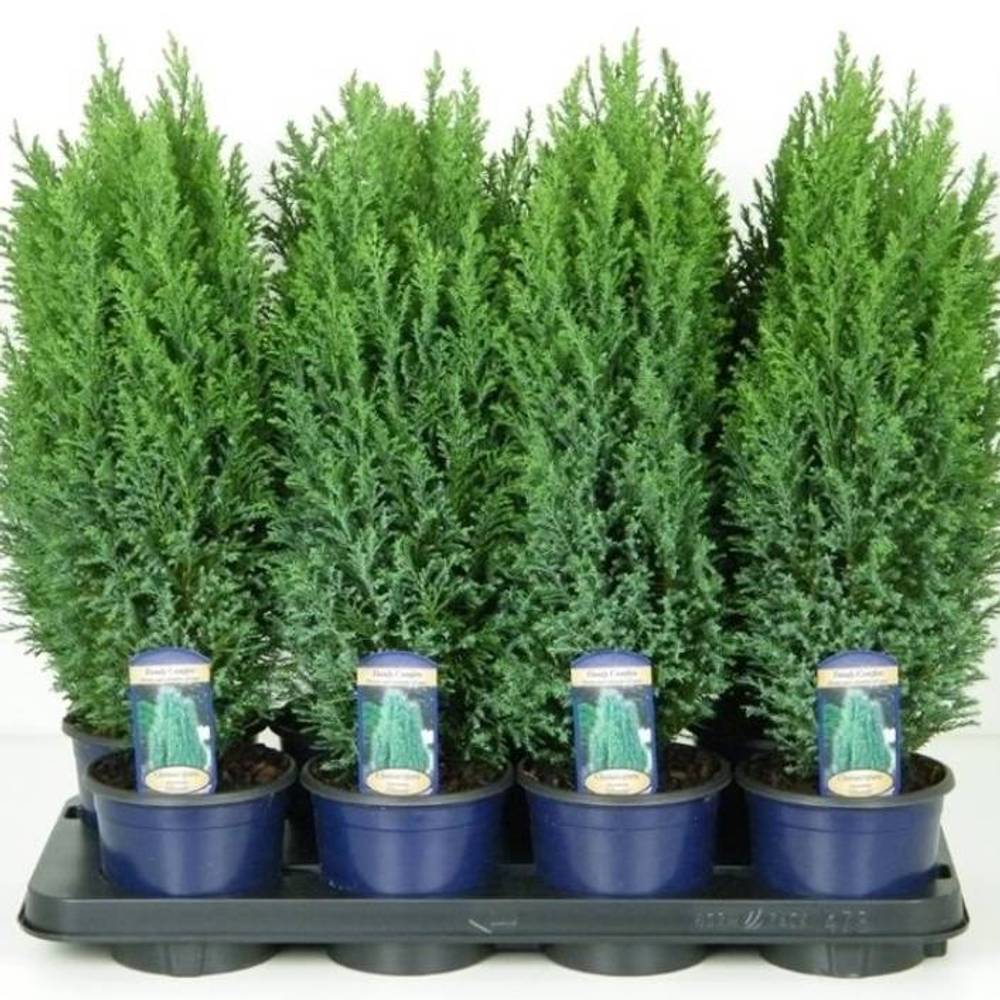 Chamaecyparis Laws. Ellwoodii T13 H45