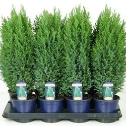 Chamaecyparis Laws. Ellwoodii T13 H45