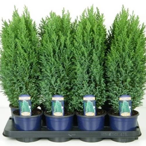 Chamaecyparis Laws. Ellwoodii T13 H45