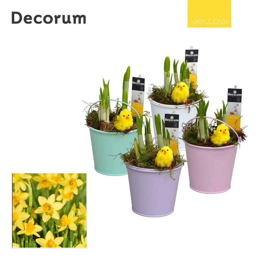 Narzis.Arr mix HL10565 Ostern T10 H018
