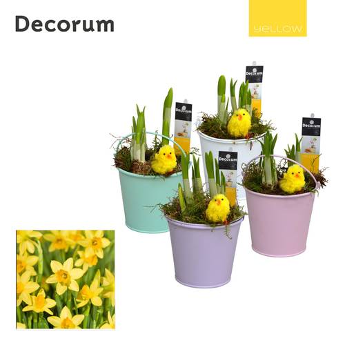 Narzis.Arr mix HL10565 Ostern T10 H018