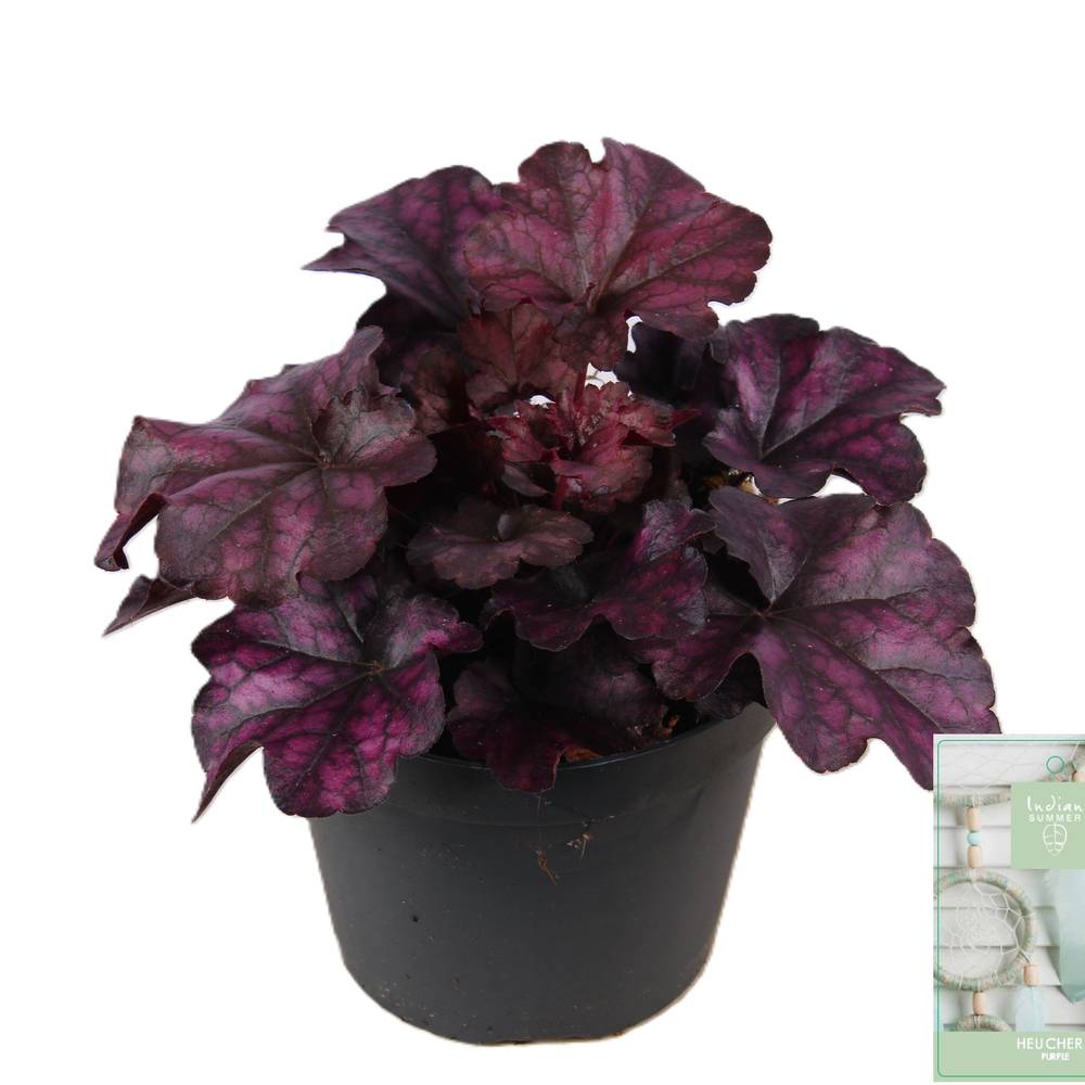 Heuchera lila Indian Summer T15 H025