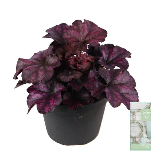 Heuchera lila Indian Summer T15 H025