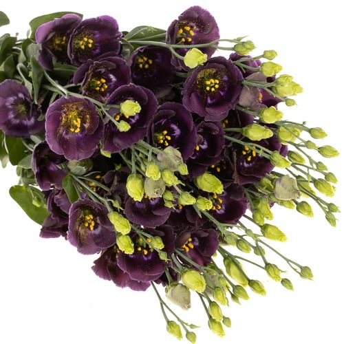 Lisianthus black Bohemian Violet 5+Bl.70cm
