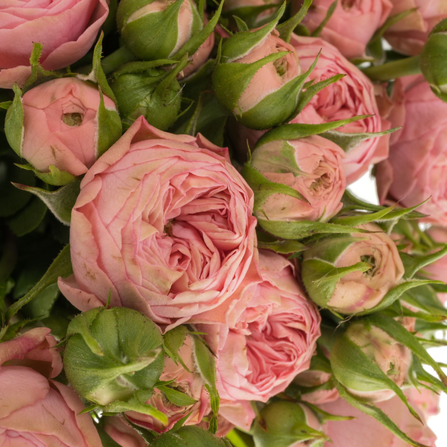 Rose Freiland rosa Playful Rokoko 4+Blüte 40cm