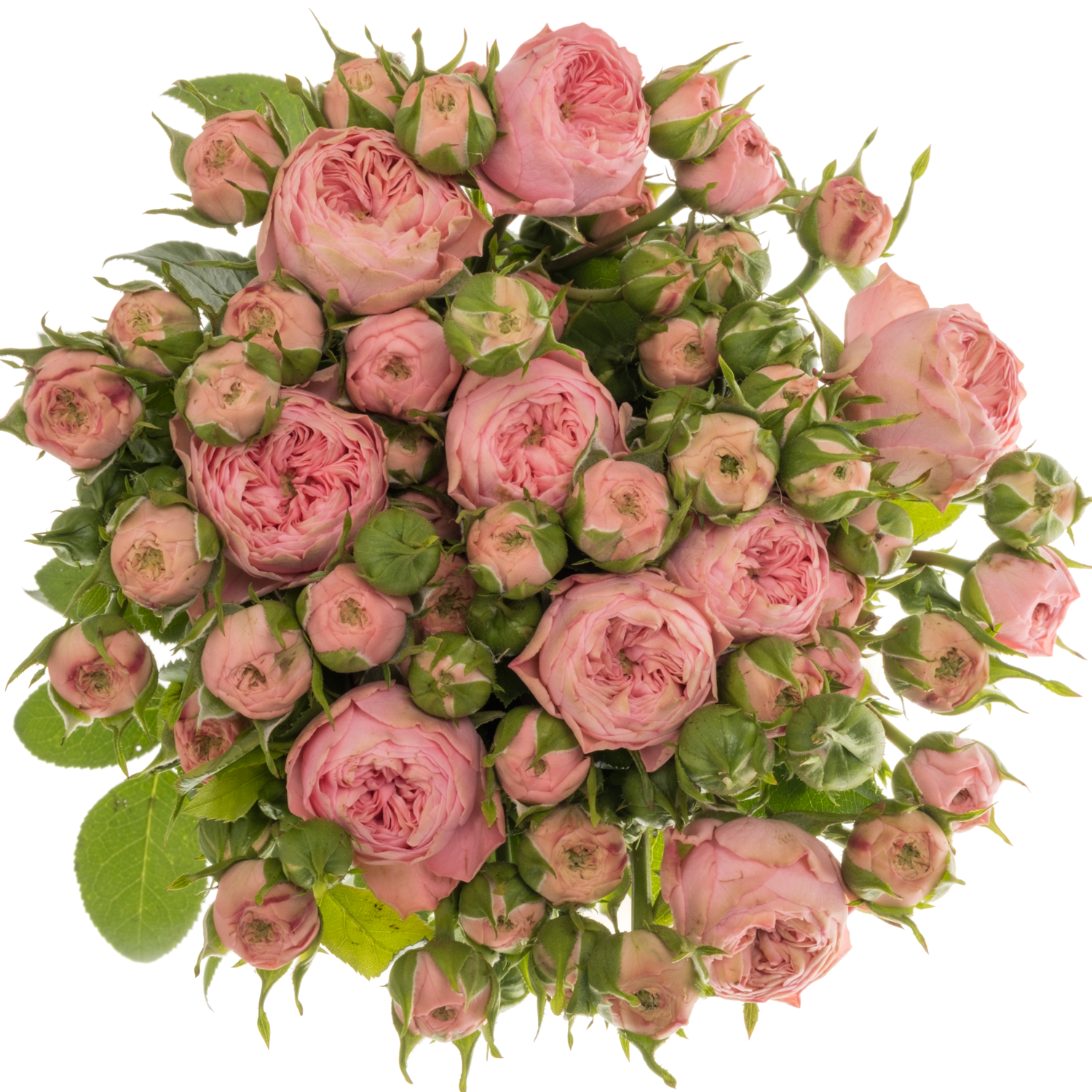 Rose Freiland rosa Playful Rokoko 4+Blüte 40cm