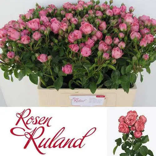 Rose Freiland rosa Playful Rokoko 4+Blüte 40cm