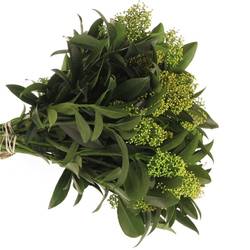 Skimmia grün Kew Green extra 40cm