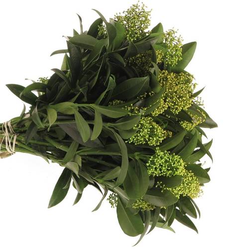 Skimmia grün Kew Green extra 40cm