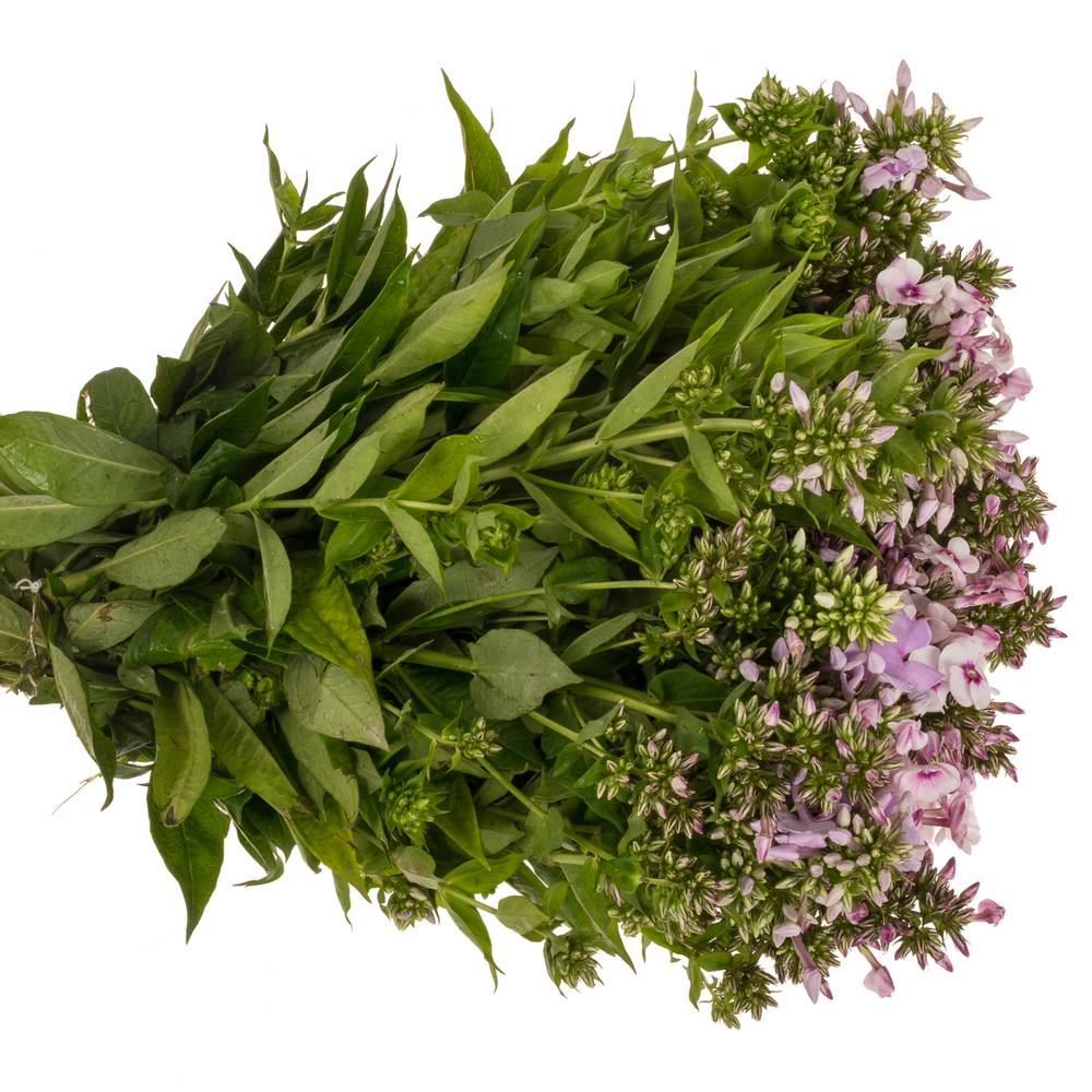 Phlox gemischt Bund 45cm