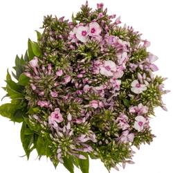 Phlox gemischt Bund 45cm