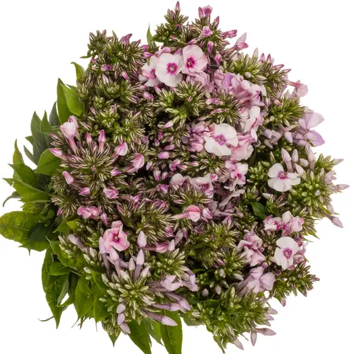 Phlox gemischt Bund 45cm