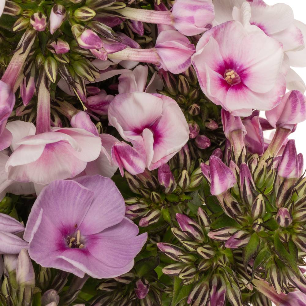 Phlox gemischt Bund 45cm