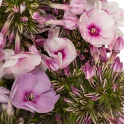 Phlox gemischt Bund 45cm