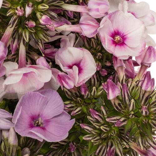 Phlox gemischt Bund 45cm