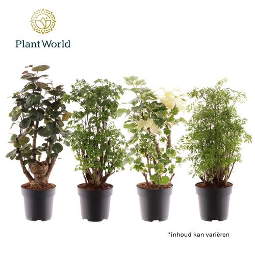 Polyscias mix 3Sorten T17 H060