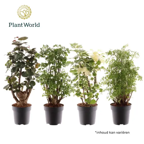 Polyscias mix 3Sorten T17 H060