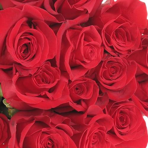 Rose rot Freedom (Ec) 60cm