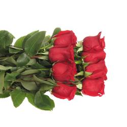 Rose rot Freedom (Ec) 60cm