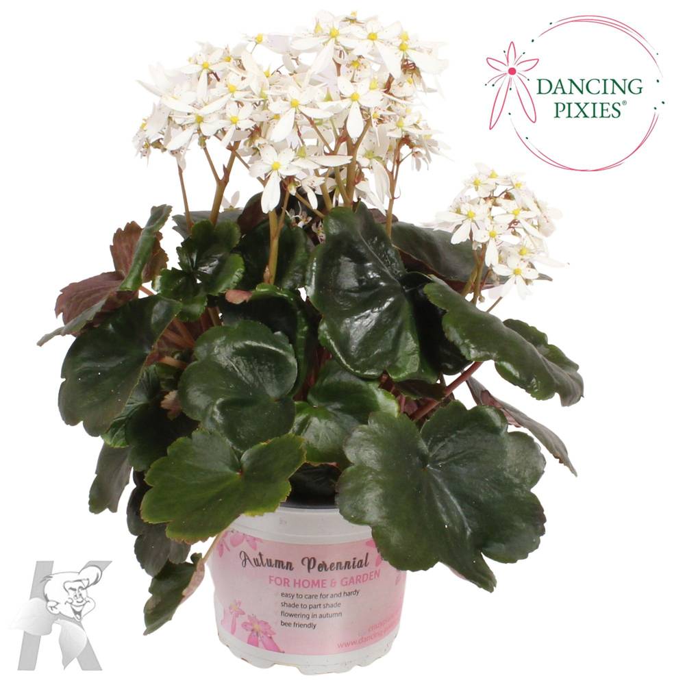 Saxifraga weiss Dancing Pixies Thea T12 H025