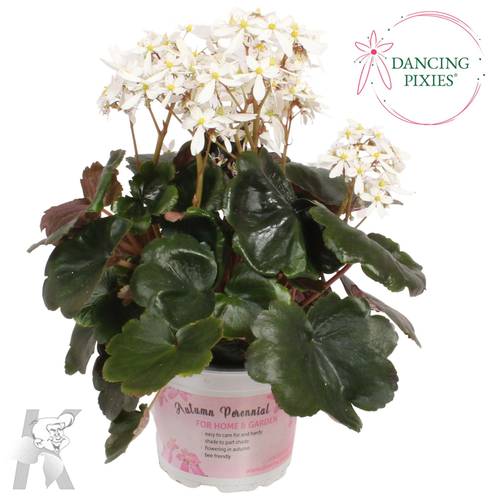 Saxifraga weiss Dancing Pixies Thea T12 H025