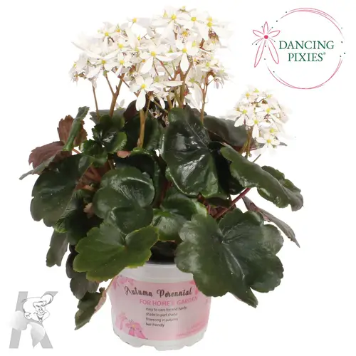 Saxifraga weiss Dancing Pixies Thea T12 H025