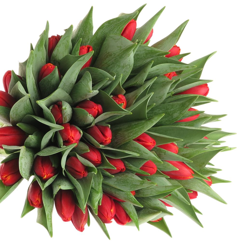 Tulpe rot/gelb Power Play 30 Gramm